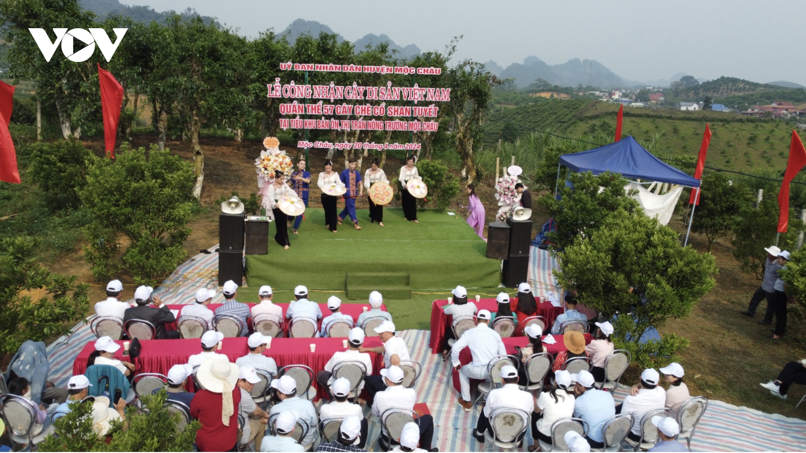 Quần thể 57 cây chè Shan Tuyết cổ thụ ở Mộc Châu trở thành cây di sản